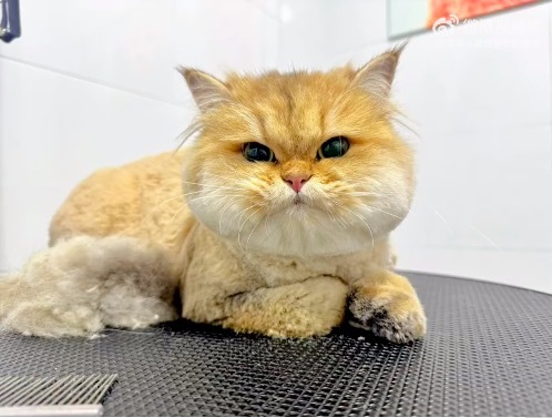 小猫也不行笑着走出剃头店 Tony 敦朴的审好意思确实不分物种